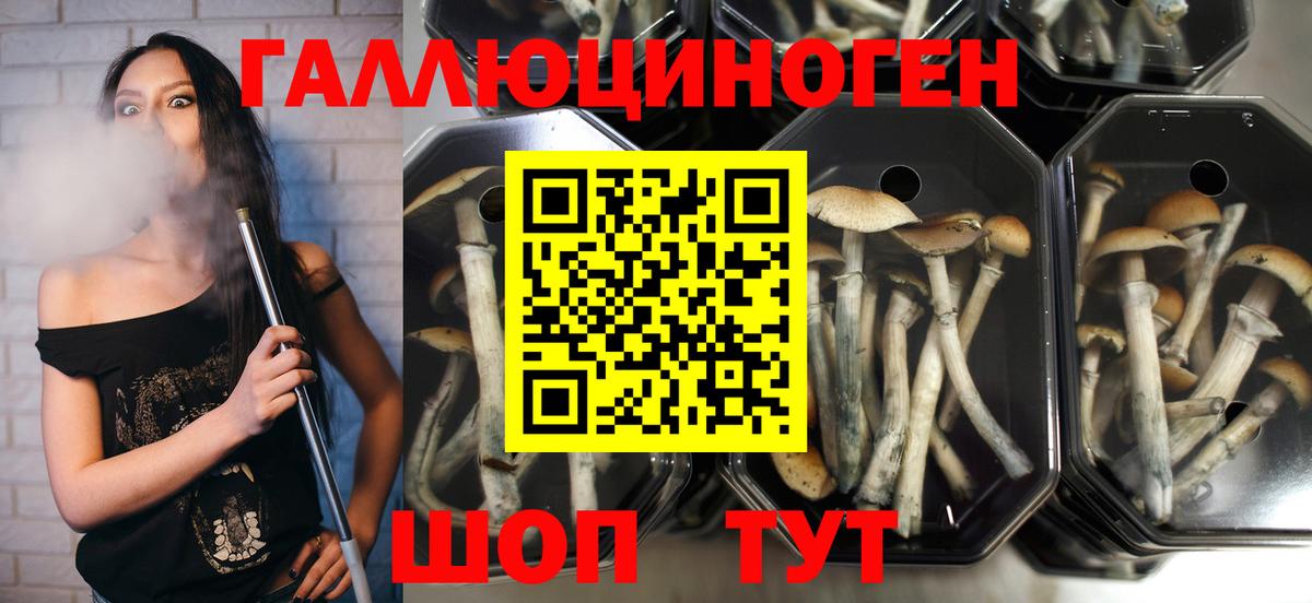 Псилоцибиновые грибы Psilocybine cubensis Урус-Мартан